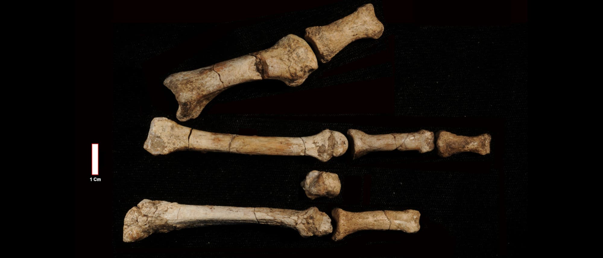 Fossile Knochenfragmente auf schwarzem Hintergrund, die vermutlich zu einem prähistorischen Tier gehören. Die Knochen sind in zwei Gruppen angeordnet, wobei die linke Gruppe aus zwei größeren Fragmenten besteht und die rechte Gruppe aus mehreren kleineren Fragmenten. Unten in der Mitte befindet sich eine Maßstabsleiste mit der Aufschrift "1 cm".