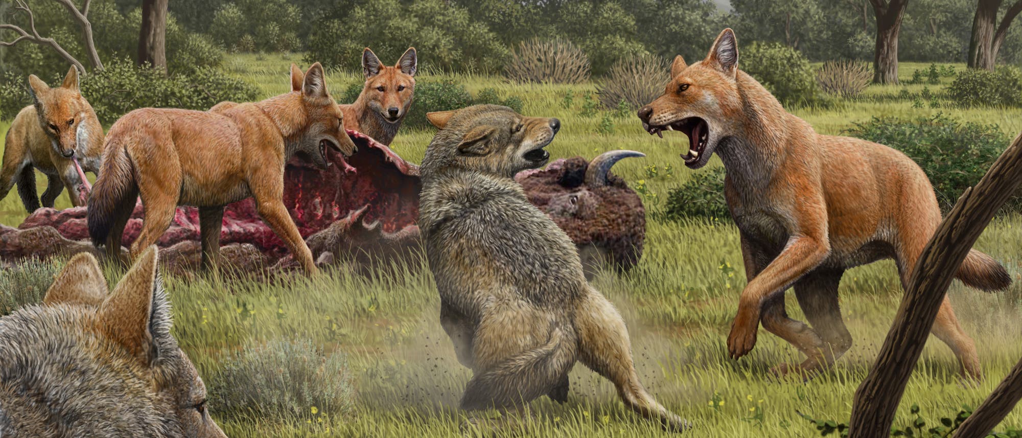 Ein Wolf (Mitte) legt sich mit einem Canis dirus (rechts) an. Letzerer trägt ein rötliches Fell. (Illustration)