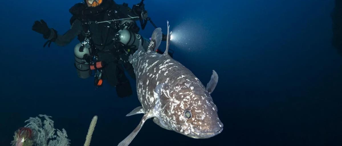 Ein Taucher in voller Ausrüstung schwimmt neben einem großen Quastenflosser in der Tiefsee. Der Taucher hält eine Lampe, die den Fisch beleuchtet. Im Vordergrund sind Korallen und andere Meereslebewesen sichtbar. Ein Taucher in voller Ausrüstung schwimmt neben einem großen Quastenflosser in der Tiefsee. Der Taucher hält eine Lampe, die den Fisch beleuchtet. Im Vordergrund sind Korallen und andere Meereslebewesen sichtbar.