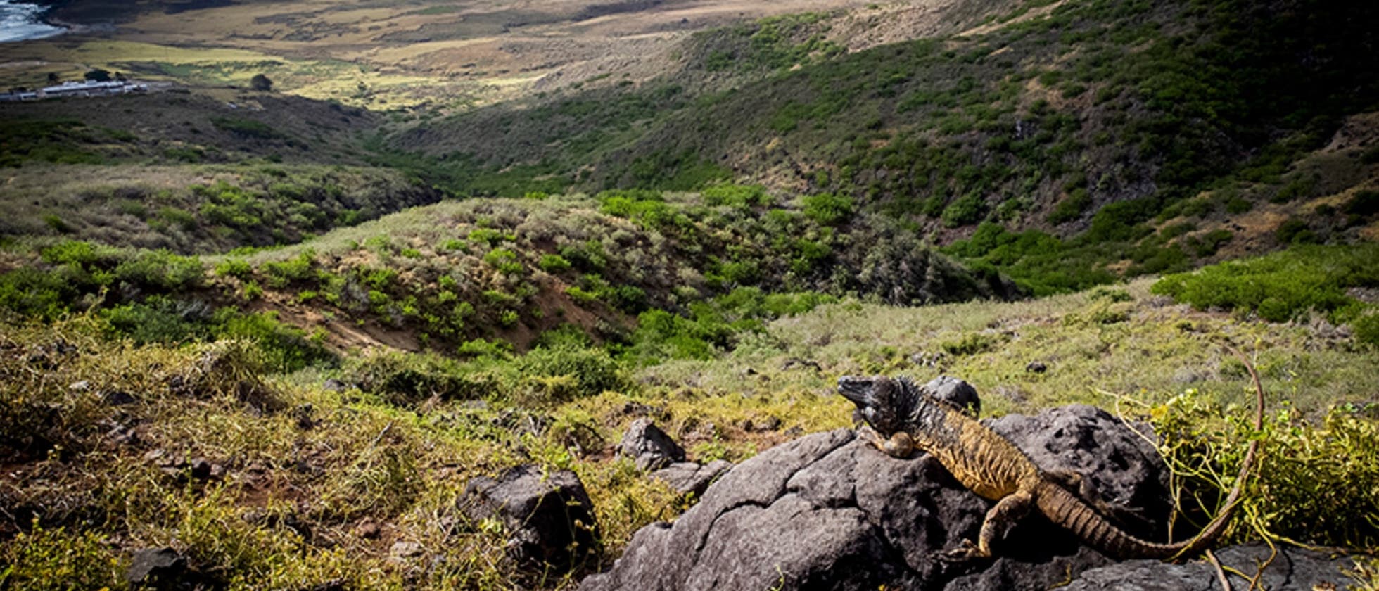Ein Leguan sitzt auf einem Felsen in einer weitläufigen, hügeligen Landschaft mit grüner Vegetation. Im Hintergrund erstreckt sich die Landschaft bis zum Meer, das am Horizont sichtbar ist. Die Szene vermittelt ein Gefühl von Ruhe und natürlicher Schönheit. Ein Leguan sitzt auf einem Felsen in einer weitläufigen, hügeligen Landschaft mit grüner Vegetation. Im Hintergrund erstreckt sich die Landschaft bis zum Meer, das am Horizont sichtbar ist. Die Szene vermittelt ein Gefühl von Ruhe und natürlicher Schönheit.