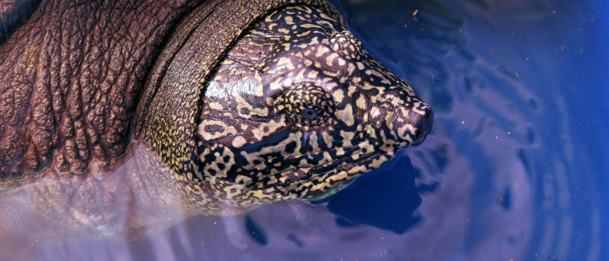 Jangtse-Riesenweichschildkröte