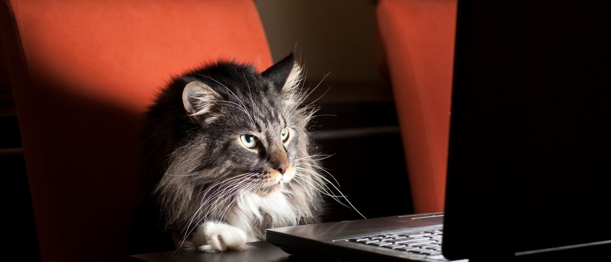 Katze sitzt vor dem Computer