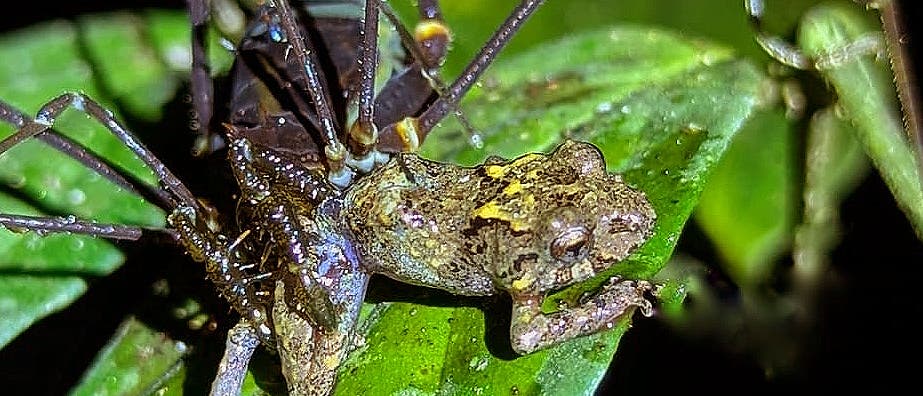 Ein Frosch sitzt auf einem grünen Blatt, während ein Weberknecht auf ihm positioniert ist. Die Szene ist in einem natürlichen Umfeld bei Nacht aufgenommen, was durch die dunkle Umgebung und die Beleuchtung des Blattes und der Tiere hervorgehoben wird. Der Frosch hat eine tarnfarbene Haut, die sich gut in die Umgebung einfügt. Ein Frosch sitzt auf einem grünen Blatt, während ein Weberknecht auf ihm positioniert ist. Die Szene ist in einem natürlichen Umfeld bei Nacht aufgenommen, was durch die dunkle Umgebung und die Beleuchtung des Blattes und der Tiere hervorgehoben wird. Der Frosch hat eine tarnfarbene Haut, die sich gut in die Umgebung einfügt.