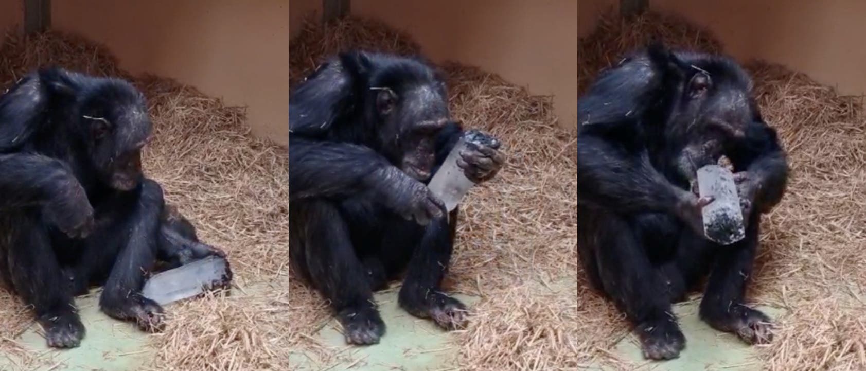 Ein Schimpanse sitzt auf einem Boden aus Stroh und untersucht einen rechteckigen Kristall. In der ersten Szene h&auml;lt der Schimpanse den Kristall in der Hand. In der zweiten Szene betrachtet er ihn aufmerksam. In der dritten Szene leckt er daran. 