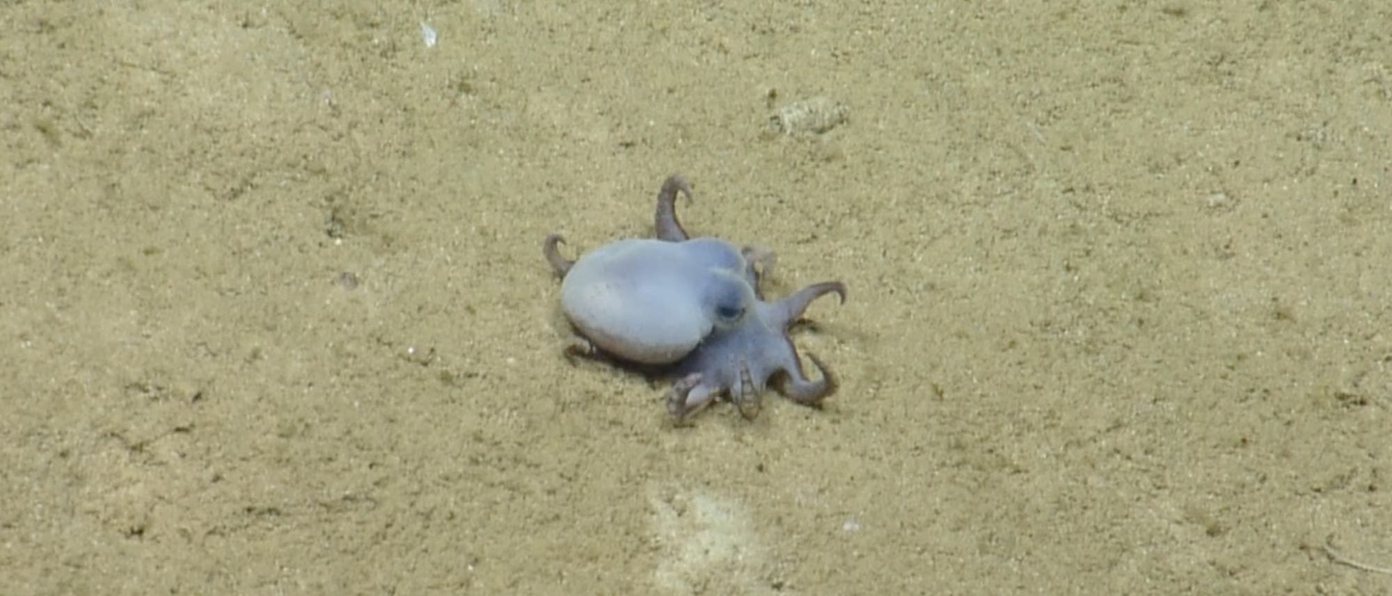 Ein kleiner, blassblauer Oktopus sitzt auf einem sandigen Meeresboden. Der Oktopus hat kurze, leicht gekr&uuml;mmte Arme und ist in einer ruhigen Umgebung ohne sichtbare Pflanzen oder andere Tiere. Die Textur des Sandes ist deutlich erkennbar.