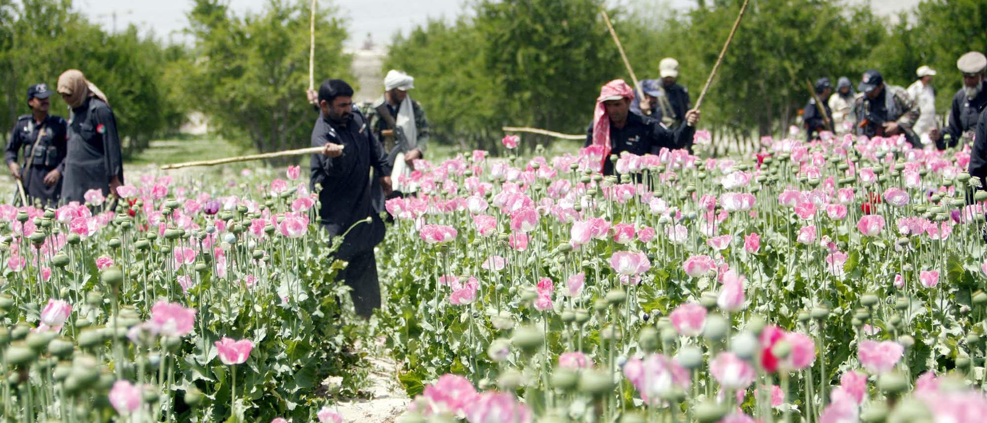 Eine Gruppe von Menschen arbeitet in einem großen Feld mit rosa blühendem Schlafmohn, umgeben von Bäumen und Hügeln im Hintergrund. Einige Personen tragen Stöcke.