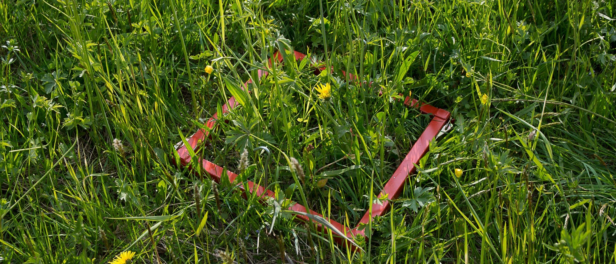 Ein roter quadratischer Rahmen liegt auf einer Wiese und umrahmt verschiedene grüne Pflanzen und gelbe Blüten. Der Rahmen hebt den Bereich hervor, um die Vegetation zu untersuchen. Die Szene zeigt eine natürliche Umgebung mit Gras und Wildblumen.
