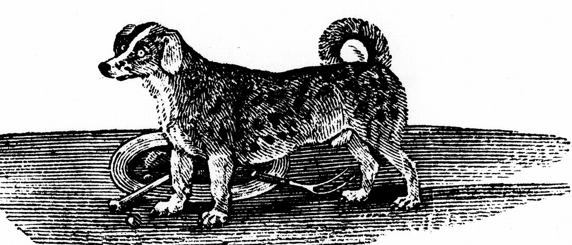 Kurze Beine, gedrungener Körperbau: ein Drehspieß-Hund