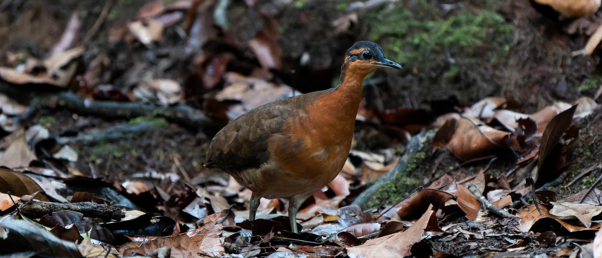 Ein Vogel mit braunem Gefieder steht auf einem Waldboden, der mit trockenen Blättern bedeckt ist. Der Hintergrund zeigt moosbedeckte Erde und verstreute Äste. Der Vogel blickt aufmerksam zur Seite.