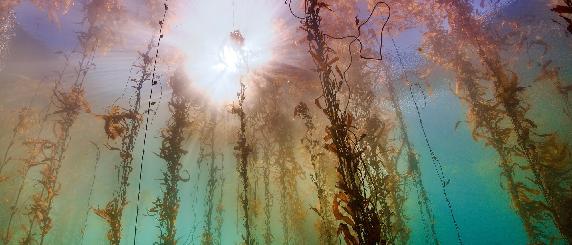 Unterwasseraufnahme eines Kelpwaldes, durch den Sonnenstrahlen schimmern. Lange, schlanke Algenpflanzen erstrecken sich vertikal im klaren Wasser, w&auml;hrend das Licht eine mystische Atmosph&auml;re erzeugt. Die Szene vermittelt ein Gef&uuml;hl von Ruhe und nat&uuml;rlicher Sch&ouml;nheit.