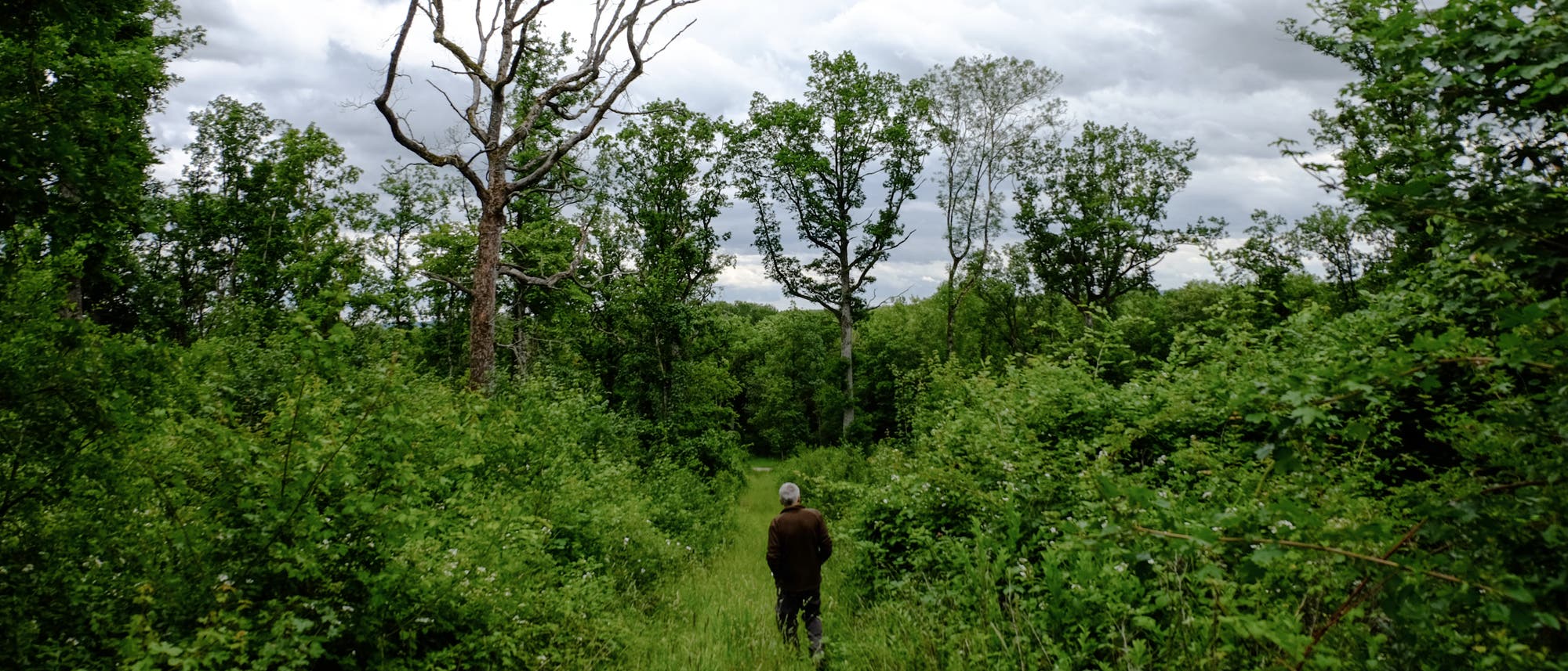 Eine Person geht auf einem schmalen Pfad durch einen dichten, grünen Wald. Links steht ein kahler Baum mit verzweigten Ästen, während der Himmel von dunklen Wolken bedeckt ist. Die Szene vermittelt eine ruhige, natürliche Atmosphäre. Eine Person geht auf einem schmalen Pfad durch einen dichten, grünen Wald. Links steht ein kahler Baum mit verzweigten Ästen, während der Himmel von dunklen Wolken bedeckt ist. Die Szene vermittelt eine ruhige, natürliche Atmosphäre.