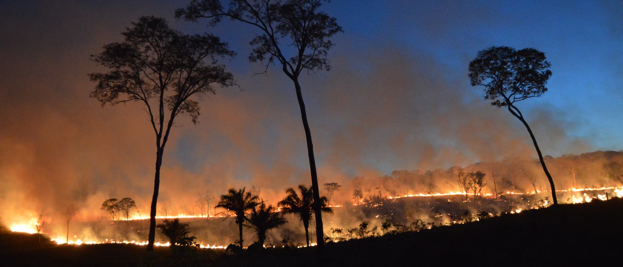 Auch in Bolivien brennen die Wälder: Unterholzfeuer in einem Trockenwald.