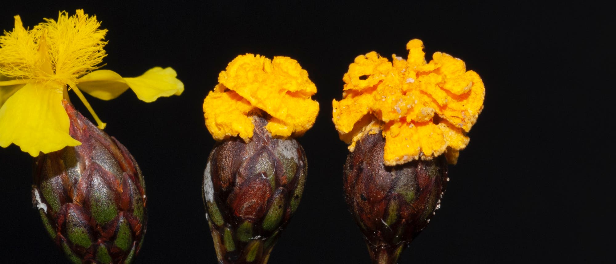 Tut gern so, als wäre er eine Blume: Fusarium xyrophilum.