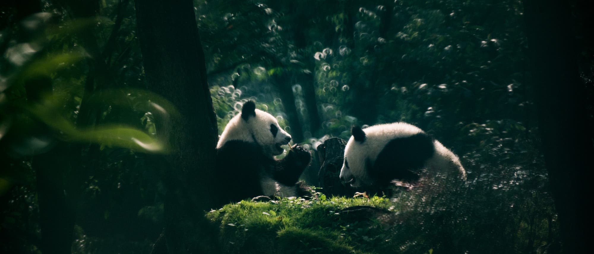 Zwei Große Pandas auf einer Lichtung