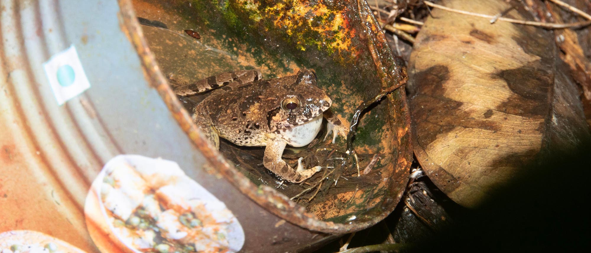 Ein bräunlicher Frosch sitzt in einer alten, teils verrosteten Blechbüchse, die teilweise mit Wasser gefüllt ist. Neben der Dose liegen verwelkte Blätter auf dem Boden.
