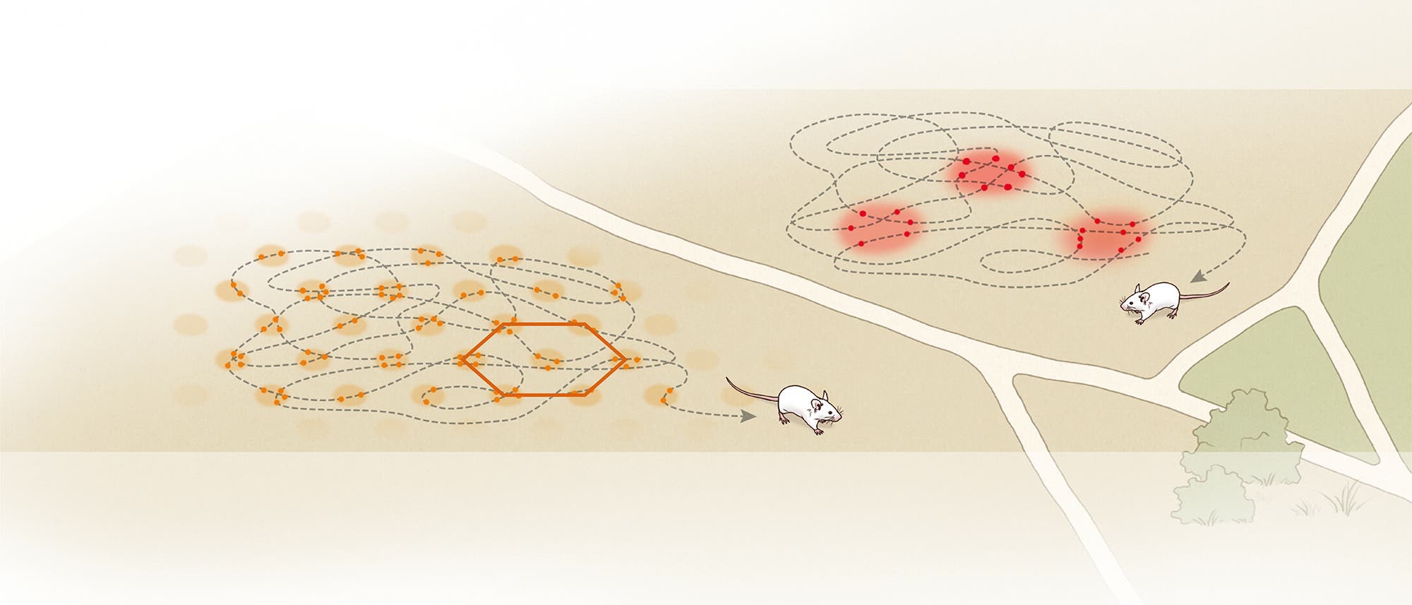Zwei Mäuse bewegen sich auf einem beigen Hintergrund mit grünen Bereichen. Links zeigt ein komplexes Muster aus orangefarbenen Linien und Punkten die Bewegungen einer Maus, die in einem Sechseck angeordnet sind. Rechts zeigt ein ähnliches Muster mit roten Markierungen die Bewegungen der anderen Maus. Beide Muster sind durch gestrichelte Linien verbunden. Die Mäuse sind in Bewegung, wobei die rechte Maus auf einem Pfad in Richtung eines grünen Bereichs läuft.