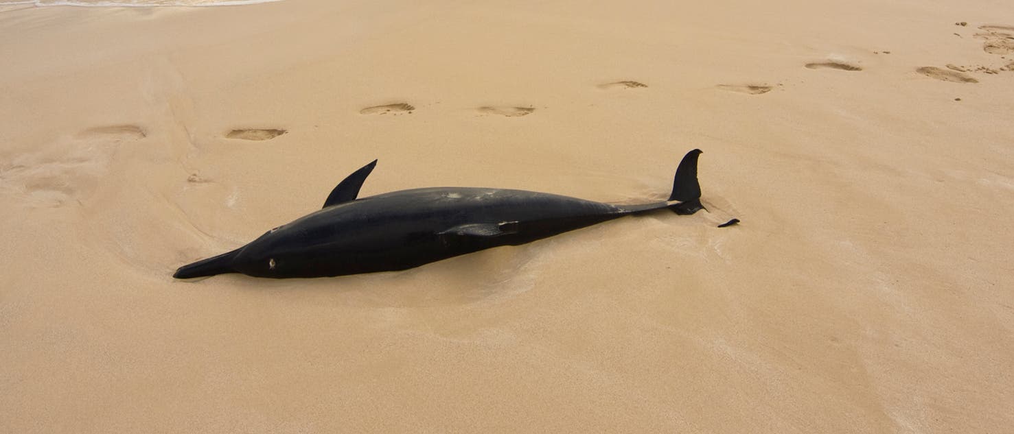 Toter Delfin (Symbolbild)