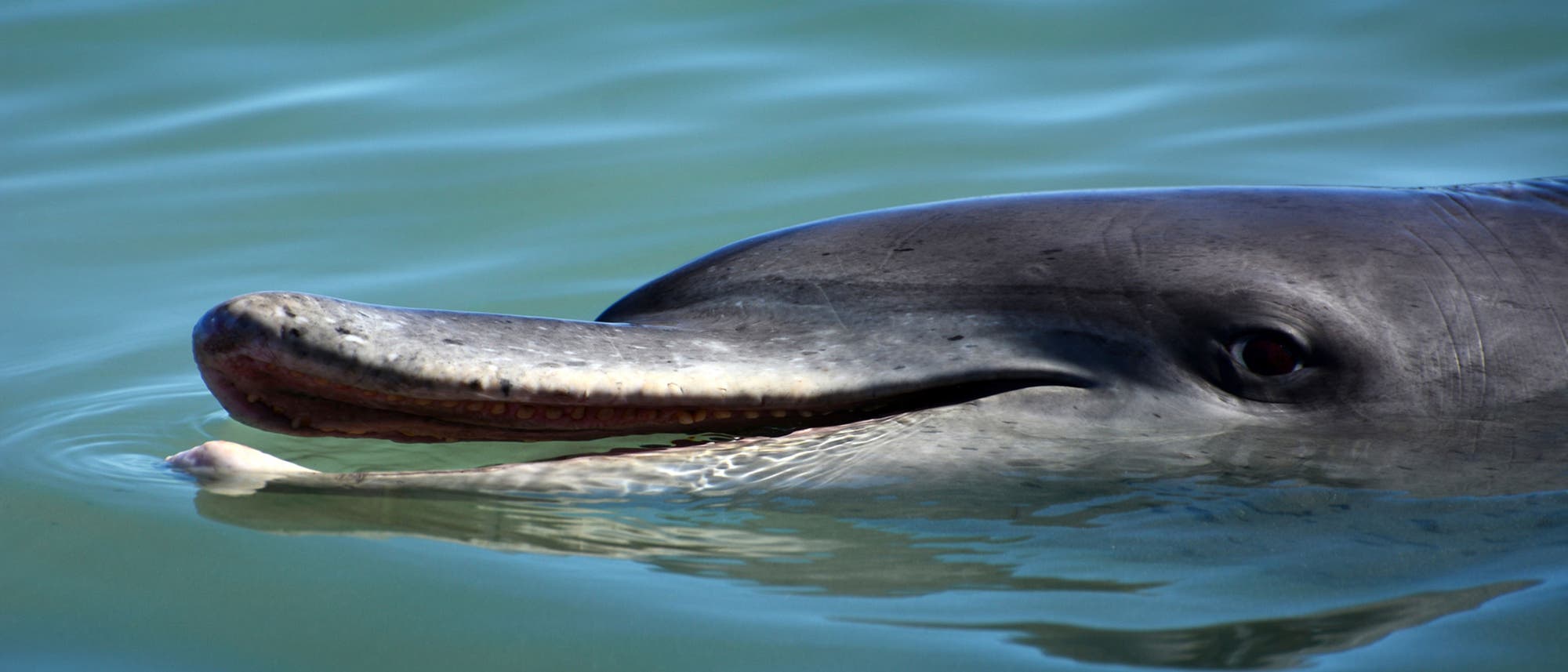 Delfin an Wasseroberfläche