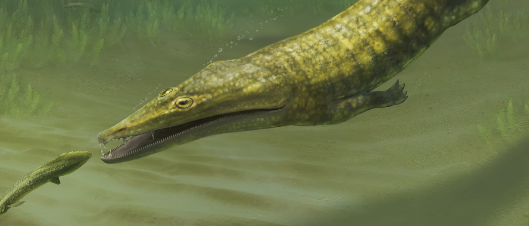 Eine Illustration eines prähistorischen Meereslebewesens, das einem kleineren Fisch in einer Unterwasserszene nachjagt. Das größere Tier hat einen langen, schmalen, grünlichen Körper und scharfe Zähne. Die Umgebung ist von Wasserpflanzen umgeben, die eine natürliche, aquatische Atmosphäre schaffen. Eine Illustration eines prähistorischen Meereslebewesens, das einem kleineren Fisch in einer Unterwasserszene nachjagt. Das größere Tier hat einen langen, schmalen, grünlichen Körper und scharfe Zähne. Die Umgebung ist von Wasserpflanzen umgeben, die eine natürliche, aquatische Atmosphäre schaffen.