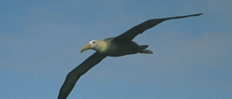 Galapagos-Albatros