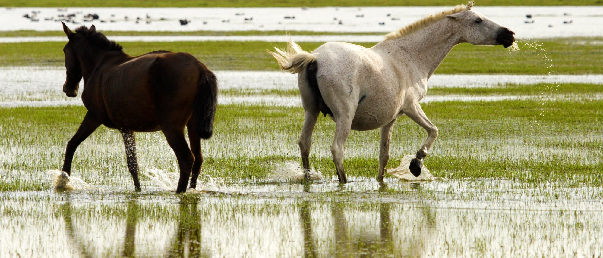 Pferde im Nationalpark Coto de Doñana 