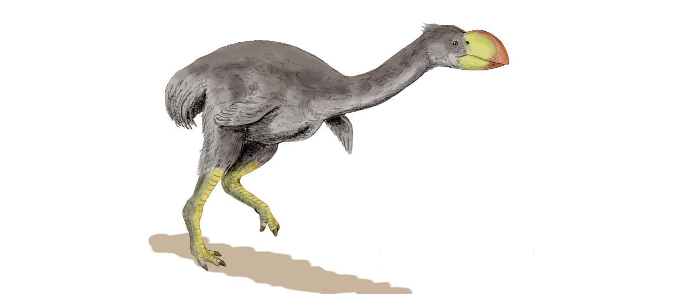 Dromornis - ein Riesenvogel aus Australien