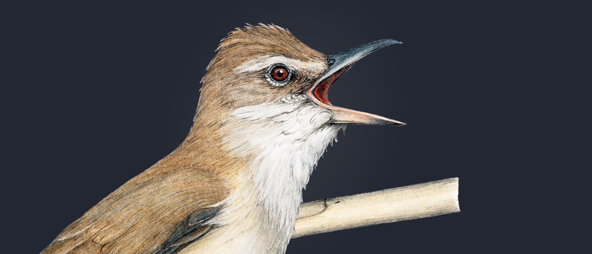 Illustration eines singenden Vogels mit braunem Gefieder und weißem Brustbereich, der auf einem Ast sitzt. Der Hintergrund ist dunkelblau, was den Vogel hervorhebt. Der Schnabel ist geöffnet, als ob der Vogel singt. Kunstvolle Details betonen die Textur des Gefieders und die lebendigen Augen.