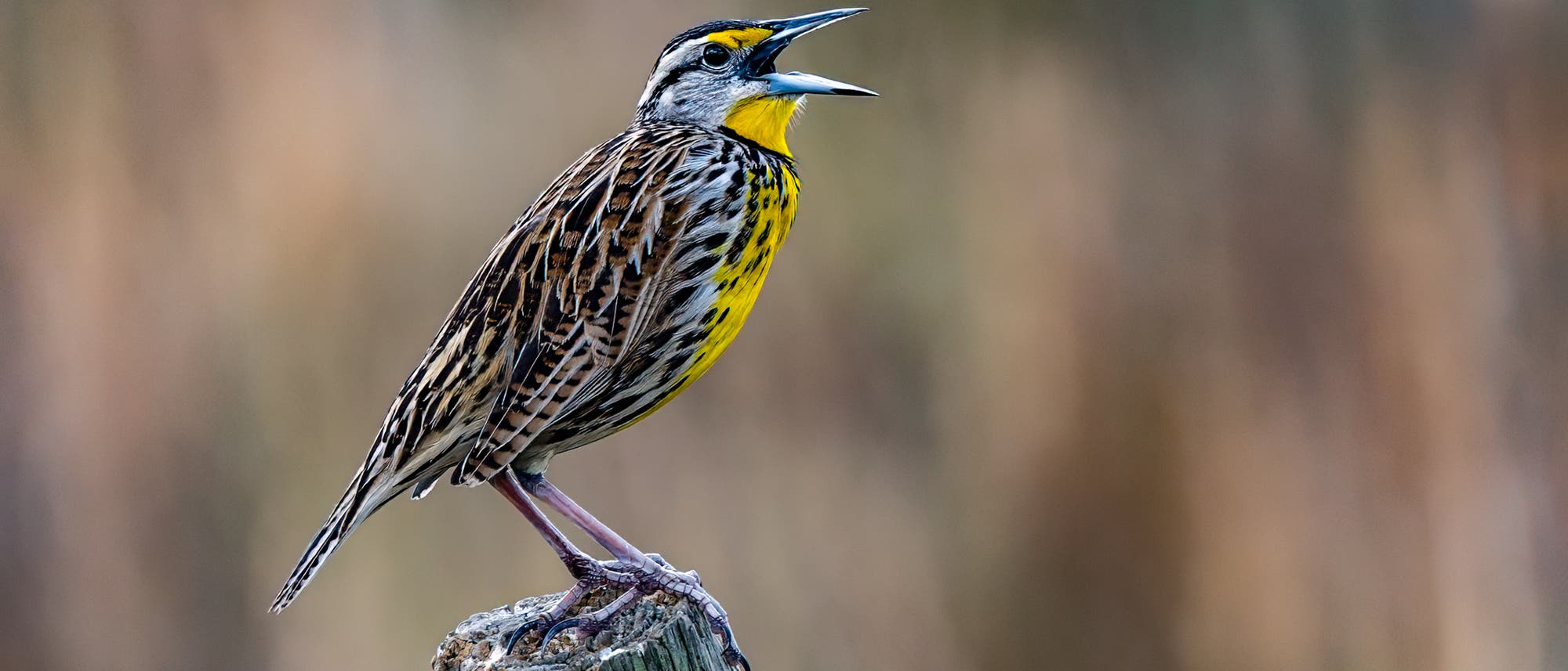 Ein Vogel mit gelber Brust und gestreiftem Gefieder sitzt auf einem Holzpfosten und singt. Der Hintergrund ist unscharf und zeigt natürliche Farben, die auf eine ländliche Umgebung hindeuten. Ein Vogel mit gelber Brust und gestreiftem Gefieder sitzt auf einem Holzpfosten und singt. Der Hintergrund ist unscharf und zeigt natürliche Farben, die auf eine ländliche Umgebung hindeuten.