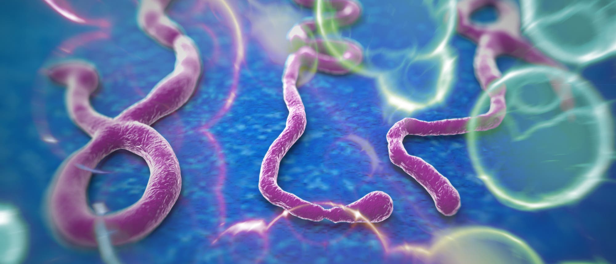 Ebola-Viren