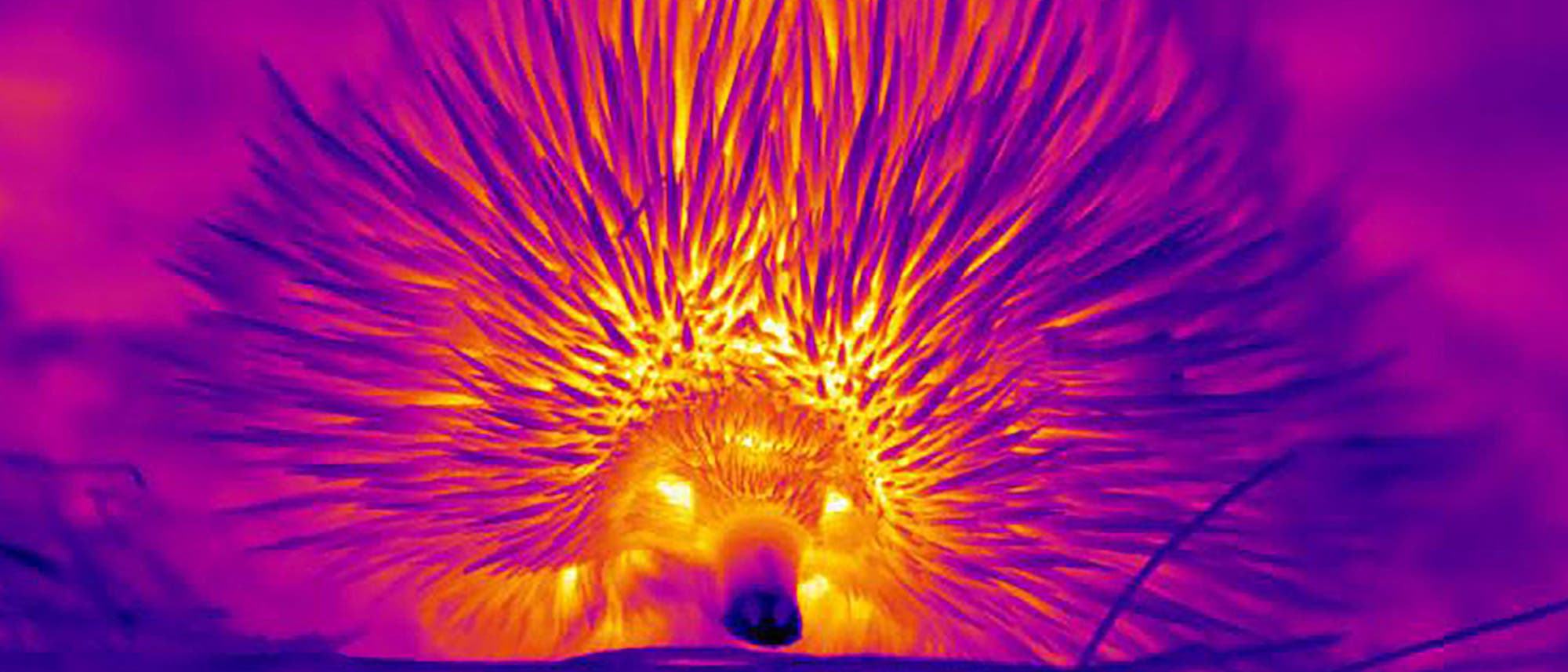Wärmebild eines Kurzschnabeligels
