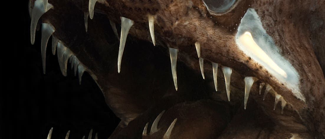 Drachenfische tragen sogar auf der Zunge Zähne