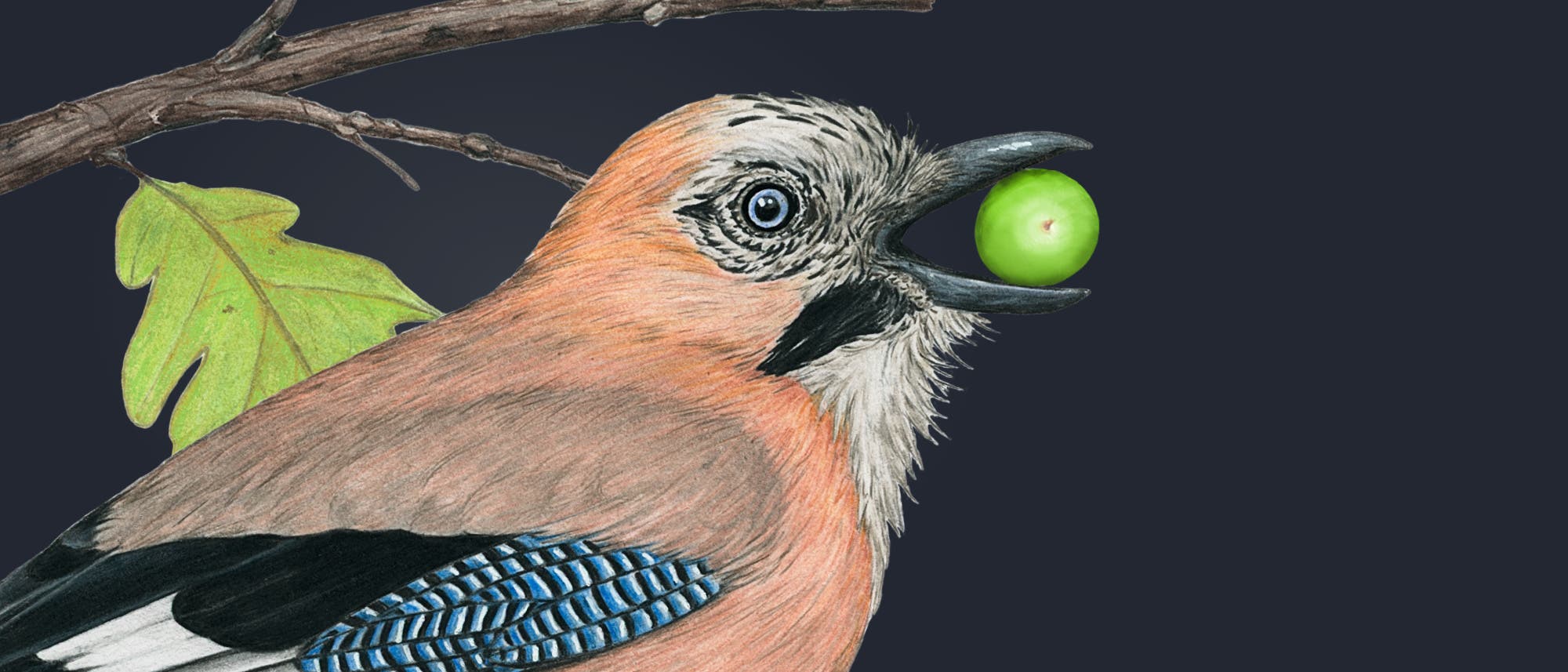 Eine detaillierte Zeichnung eines Eichelhähers, der eine grüne Eichel im Schnabel hält. Der Vogel sitzt auf einem Ast mit einem grünen Blatt. Der Hintergrund ist dunkelgrau, was den Vogel hervorhebt. Der Eichelhäher hat ein auffälliges Gefieder mit blauen und schwarzen Streifen auf den Flügeln. Eine detaillierte Zeichnung eines Eichelhähers, der eine grüne Eichel im Schnabel hält. Der Vogel sitzt auf einem Ast mit einem grünen Blatt. Der Hintergrund ist dunkelgrau, was den Vogel hervorhebt. Der Eichelhäher hat ein auffälliges Gefieder mit blauen und schwarzen Streifen auf den Flügeln.