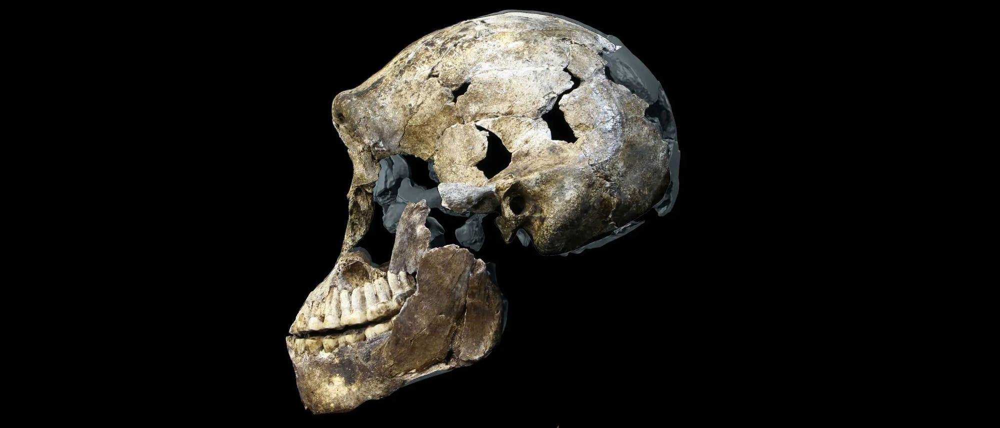Ein fossiler Sch&auml;del eines fr&uuml;hen menschlichen Vorfahren, seitlich dargestellt. Der Sch&auml;del zeigt deutliche Bruchstellen und Abnutzungen, die auf sein hohes Alter hinweisen. Die Z&auml;hne sind teilweise sichtbar, und die Struktur des Sch&auml;dels ist unvollst&auml;ndig, was auf den Zerfall im Laufe der Zeit hindeutet. Der Hintergrund ist schwarz, um den Fokus auf den Sch&auml;del zu lenken.