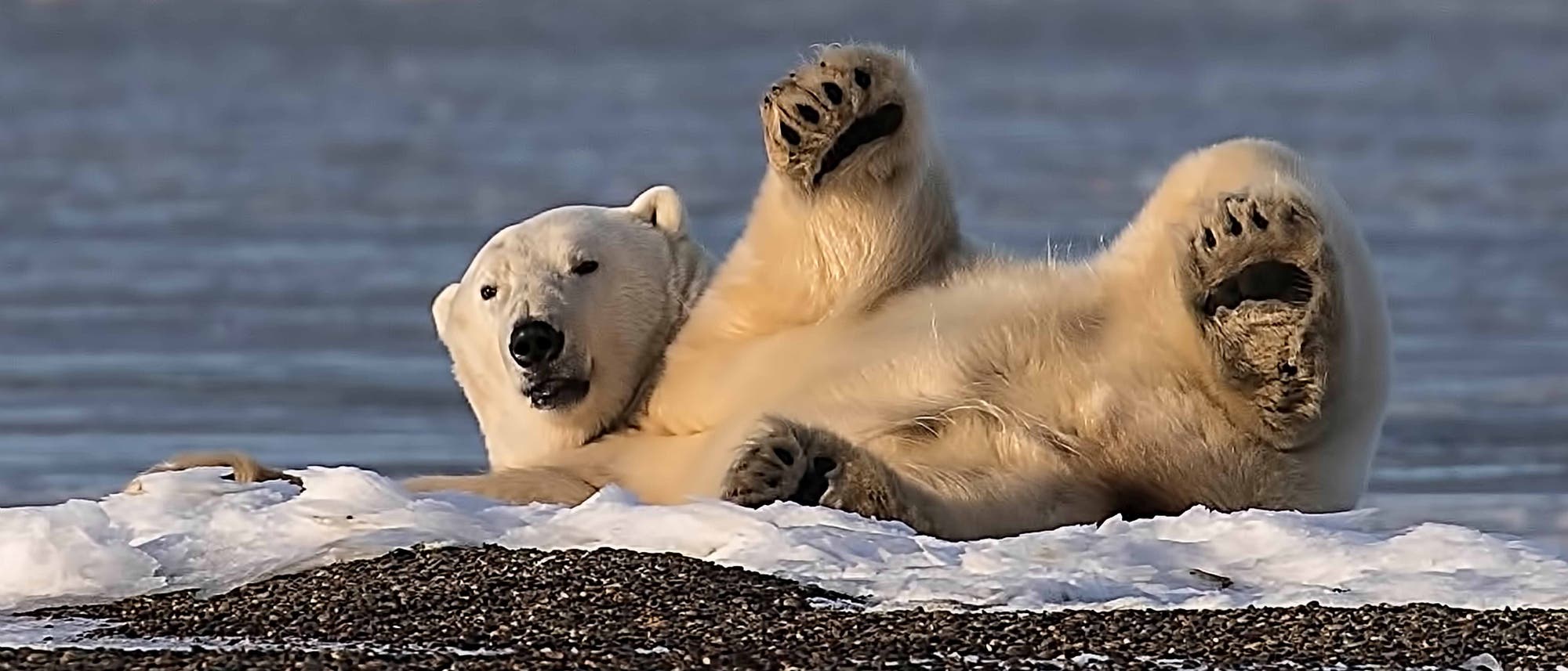 Ein Eisbär sonnt sich in der Arktis