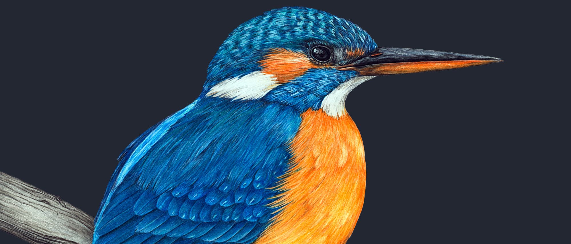 Illustration eines Eisvogels, der auf einem Ast sitzt. Der Vogel hat ein leuchtend blaues Gefieder auf dem Rücken und den Flügeln, während die Brust und der Bauch in einem kräftigen Orange gefärbt sind. Der Schnabel ist lang und spitz, und der Hintergrund ist dunkel, um den Fokus auf den Vogel zu lenken. Kunstwerk mit detaillierter Darstellung der Federn und lebendigen Farben.