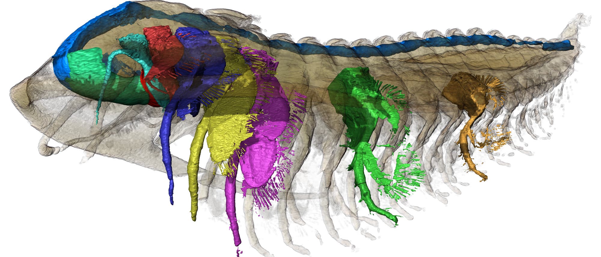 Seitliche Ansicht der 3-D-Rekonstruktion eines fossilen Trilobiten, gerendert mit Transparenz und mit Segmentierung des Verdauungssystems in blau, des Hypostoms in grün, des Labrums in rot und ausgewählter Anhängsel.