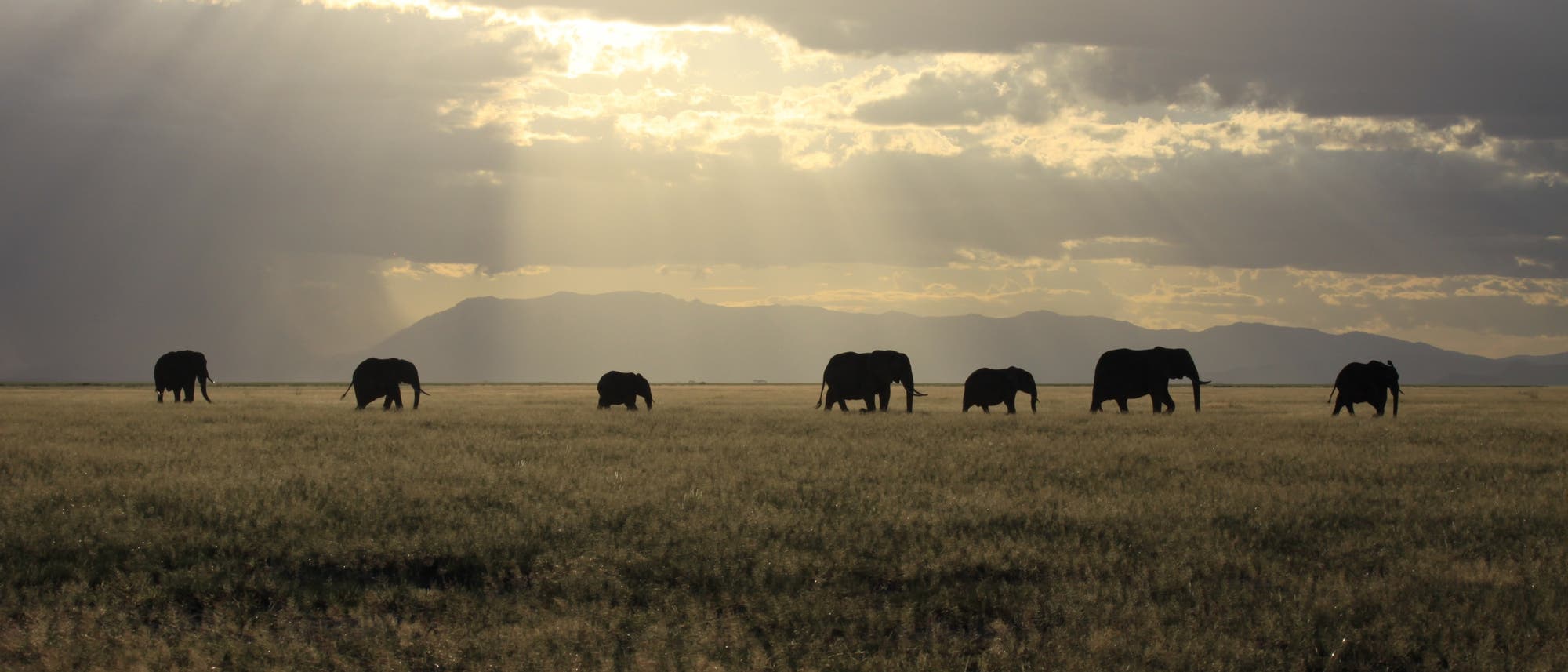 Elefantenherde in der Savanne