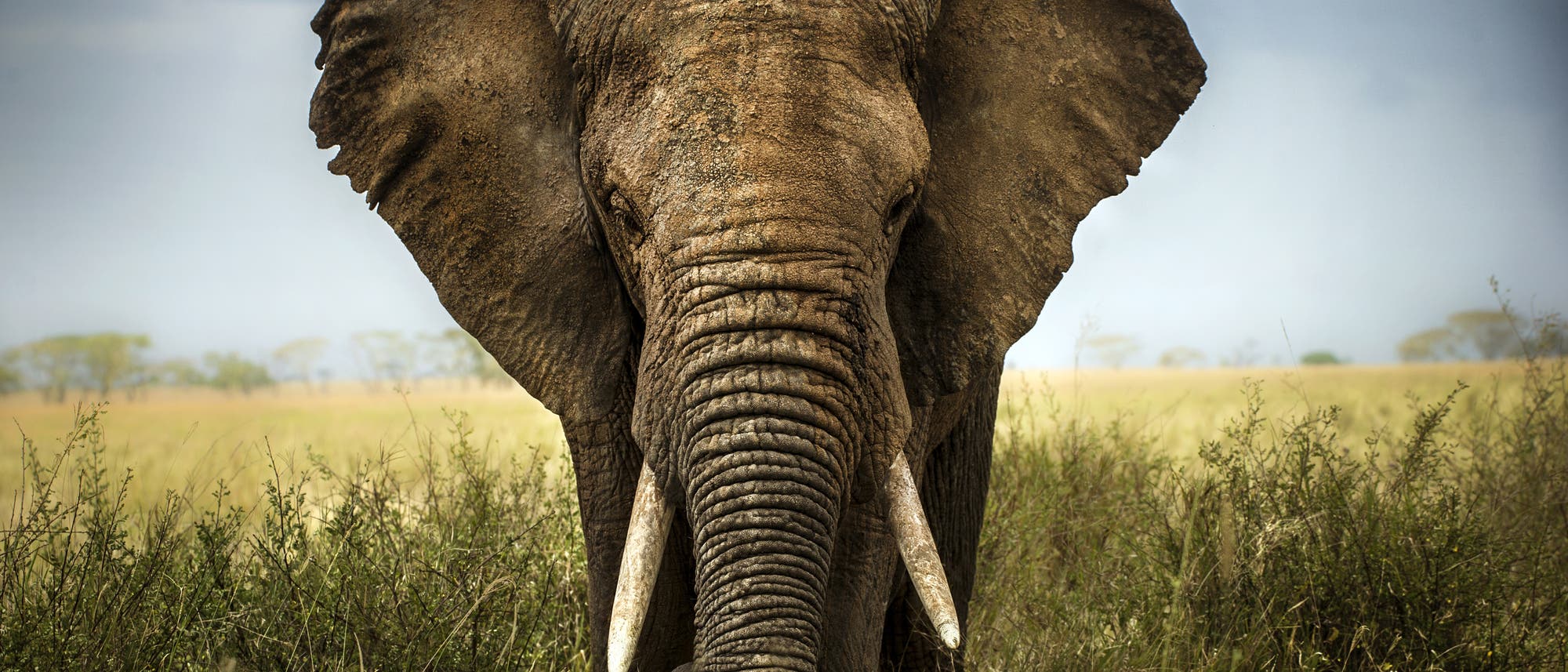 Elefant im Berliner Zoo wirft Staub auf seinen Rücken zum