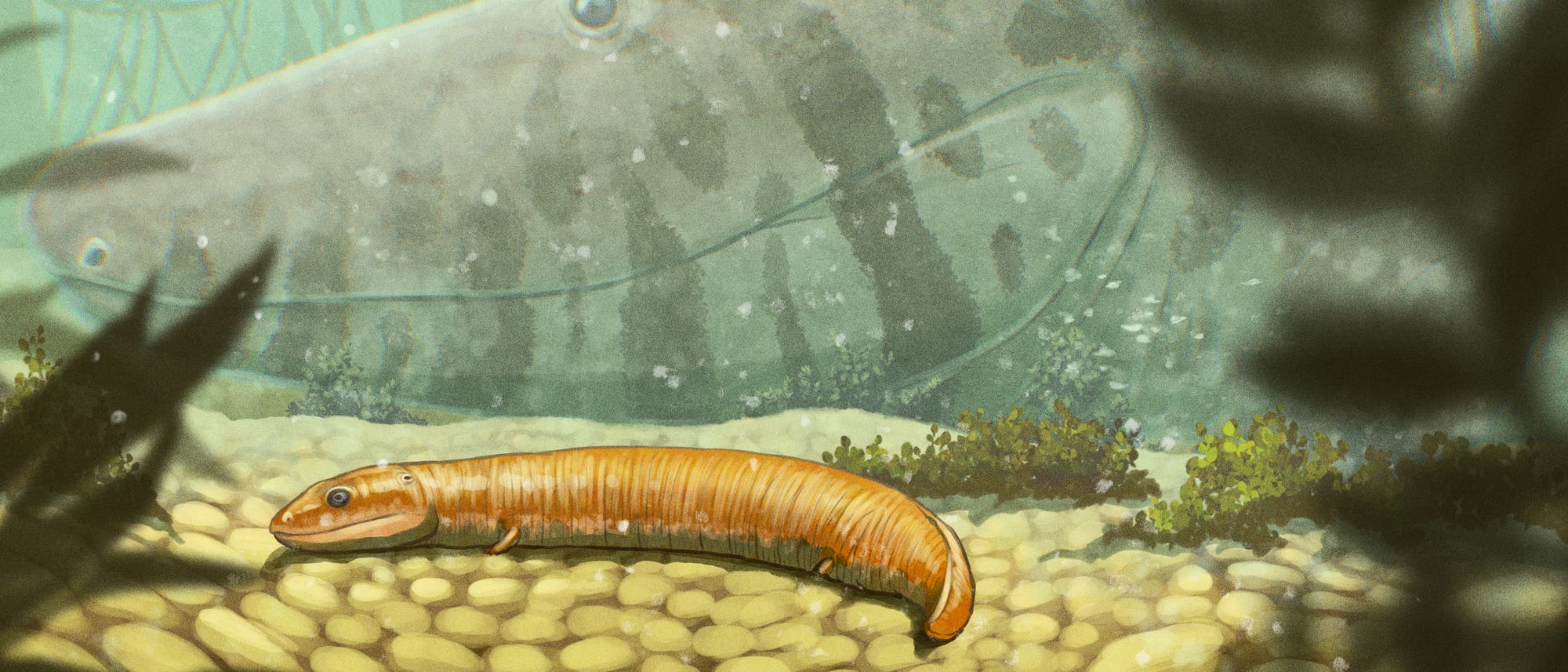 Eine Illustration einer prähistorischen Unterwasserszene. Im Vordergrund schlängelt sich ein wurmartiges orangefarbenes Wesen über steinigen Boden. Im Hintergrund ist die Silhouette eines großen, fischähnlichen Wesens zu erkennen. Die Umgebung ist von Wasserpflanzen und schwebenden Partikeln umgeben, die eine aquatische Atmosphäre schaffen. Eine Illustration einer prähistorischen Unterwasserszene. Im Vordergrund schlängelt sich ein wurmartiges orangefarbenes Wesen über steinigen Boden. Im Hintergrund ist die Silhouette eines großen, fischähnlichen Wesens zu erkennen. Die Umgebung ist von Wasserpflanzen und schwebenden Partikeln umgeben, die eine aquatische Atmosphäre schaffen.