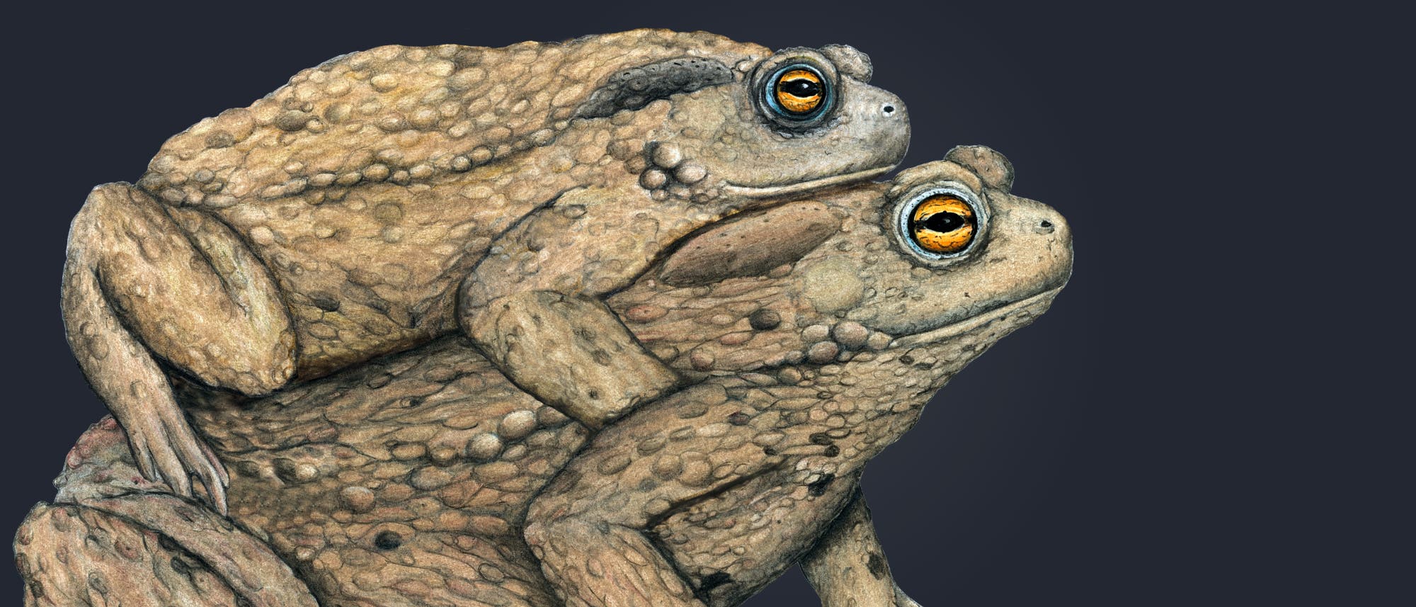 Zwei Kr&ouml;ten in einer anatomischen Illustration, die die charakteristische Hautstruktur und Augenfarbe der Tiere zeigt. Die obere Kr&ouml;te sitzt auf der unteren, was ein typisches Fortpflanzungsverhalten darstellt. Die detaillierte Darstellung hebt die Textur und F&auml;rbung der Haut hervor, w&auml;hrend die Augen in leuchtendem Orange dargestellt sind.