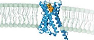 Robert Lefkowitz und Brian Kobilka entschlüsselten die Wirkungsweise des Adrenalinrezeptors. Nachdem er das Hormon gebunden hat, vollzieht er eine Konformationsänderung. Diese ermöglicht, dass das G-Protein andocken kann und aktiviert wird.