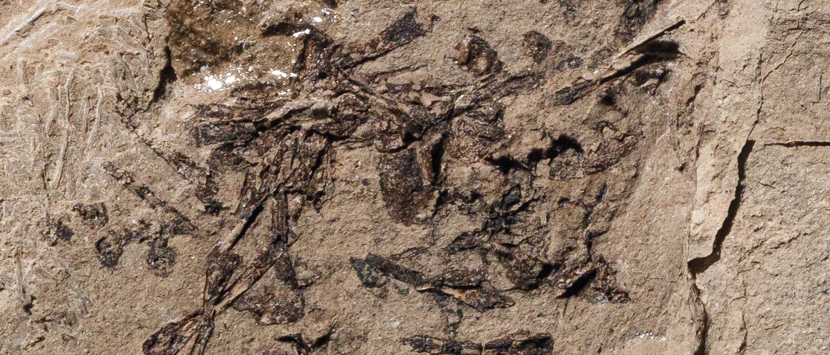 Fossiler Speisebrei aus der Morrison-Formation in Utah. Alter: 150 Millionen Jahre.