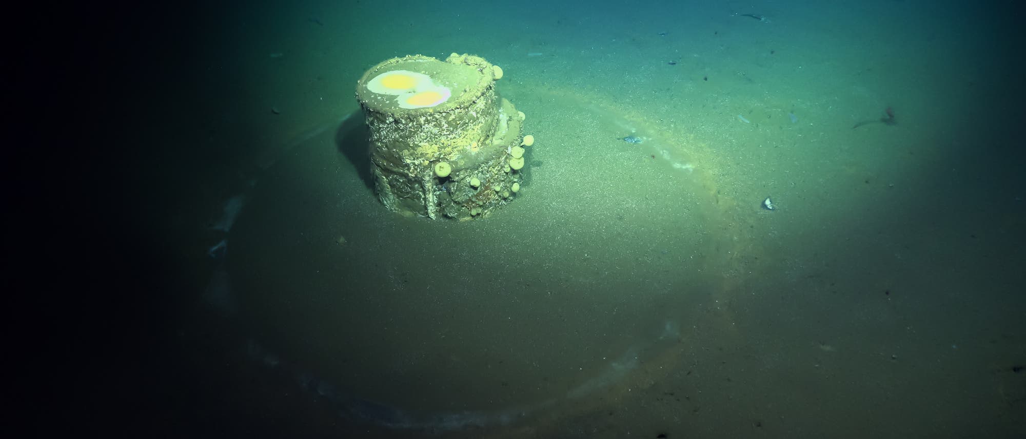 Unterwasseraufnahme eines runden, mit Meereslebewesen bewachsenen Objekts auf dem Meeresboden. Das Objekt ist von einem hellen Ring umgeben, der auf eine chemische Reaktion hinweisen könnte. Die Umgebung ist dunkel, mit grünlichem Licht, das die Szene beleuchtet.