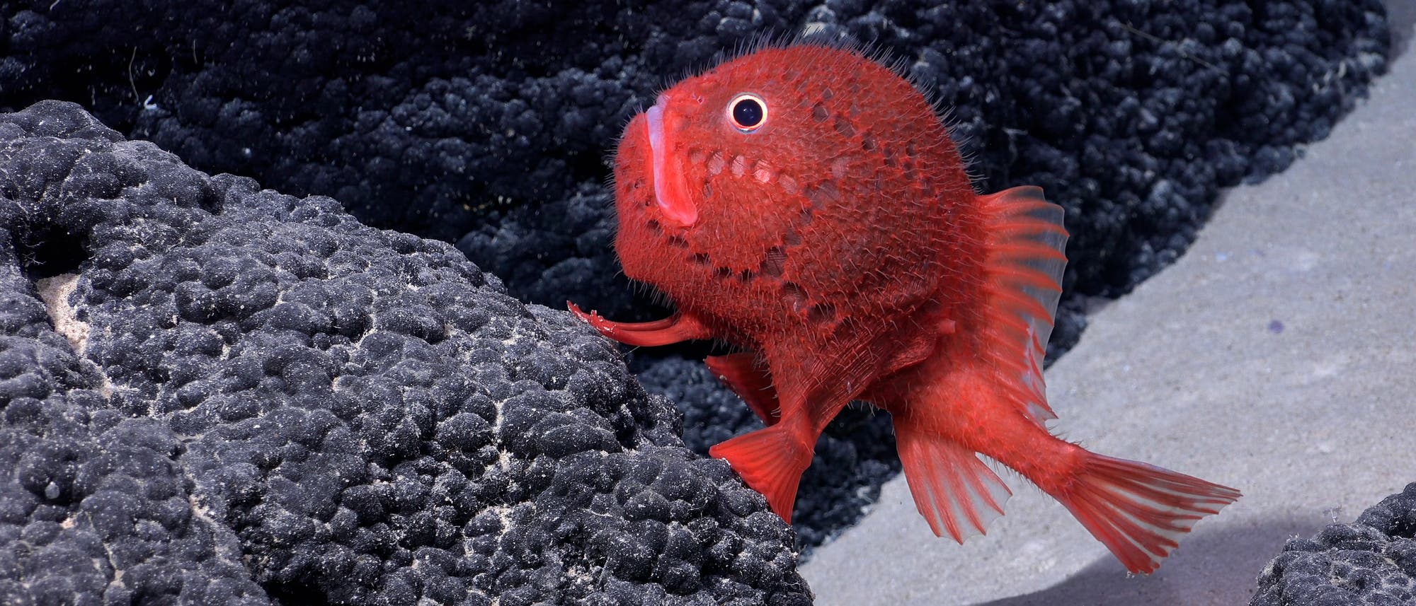 Ein knallroter Fisch mit einem schwarzen Auge und weißem Augenring "sitzt" auf einem schwarzen Stein vor dunklem Hintergrund.