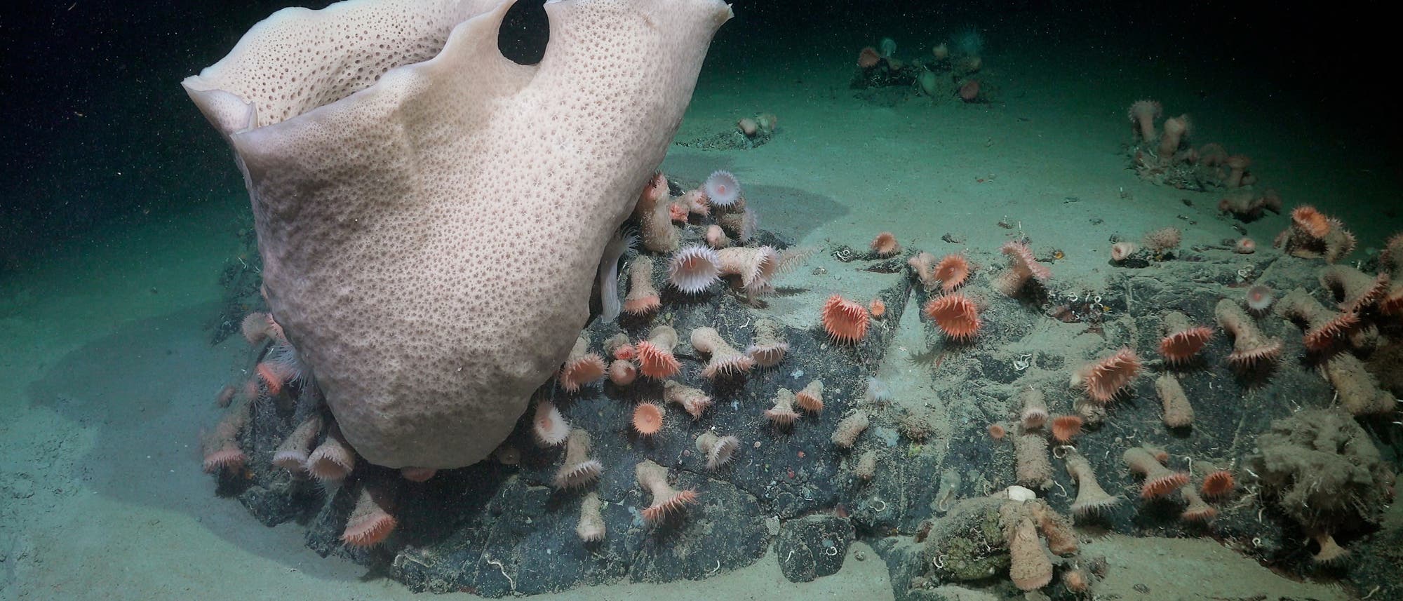 Unterwasseraufnahme eines großen, hellen Schwamms, der aus dem Meeresboden ragt, umgeben von zahlreichen kleinen, orange-rosa Seeanemonen. Der sandige Meeresboden ist teilweise sichtbar, und das Bild vermittelt die Vielfalt des marinen Lebens in einer Tiefseeumgebung. Unterwasseraufnahme eines großen, hellen Schwamms, der aus dem Meeresboden ragt, umgeben von zahlreichen kleinen, orange-rosa Seeanemonen. Der sandige Meeresboden ist teilweise sichtbar, und das Bild vermittelt die Vielfalt des marinen Lebens in einer Tiefseeumgebung.