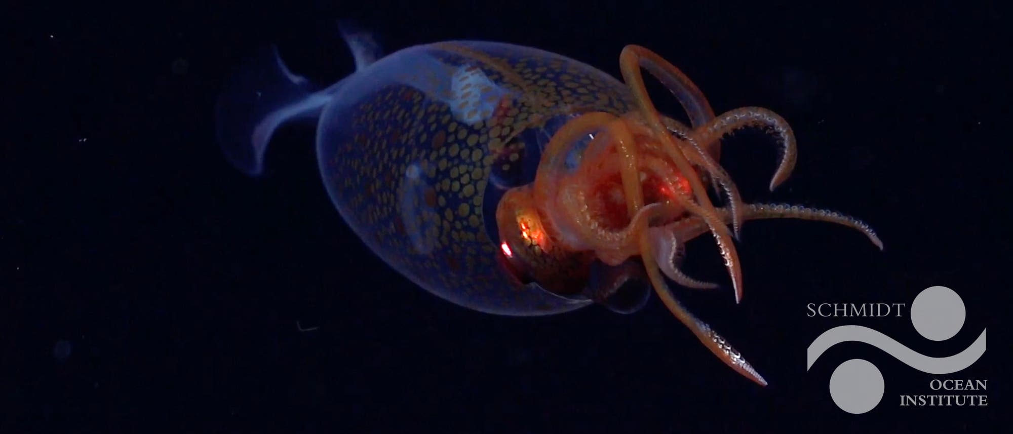 Ein transparent leuchtender Oktopus mit orangefarbenen Tentakeln schwimmt im dunklen Wasser. Der Körper zeigt ein Muster aus blauen und goldenen Punkten. Unten rechts befindet sich das Logo des Schmidt Ocean Institute. Ein transparent leuchtender Oktopus mit orangefarbenen Tentakeln schwimmt im dunklen Wasser. Der Körper zeigt ein Muster aus blauen und goldenen Punkten. Unten rechts befindet sich das Logo des Schmidt Ocean Institute.