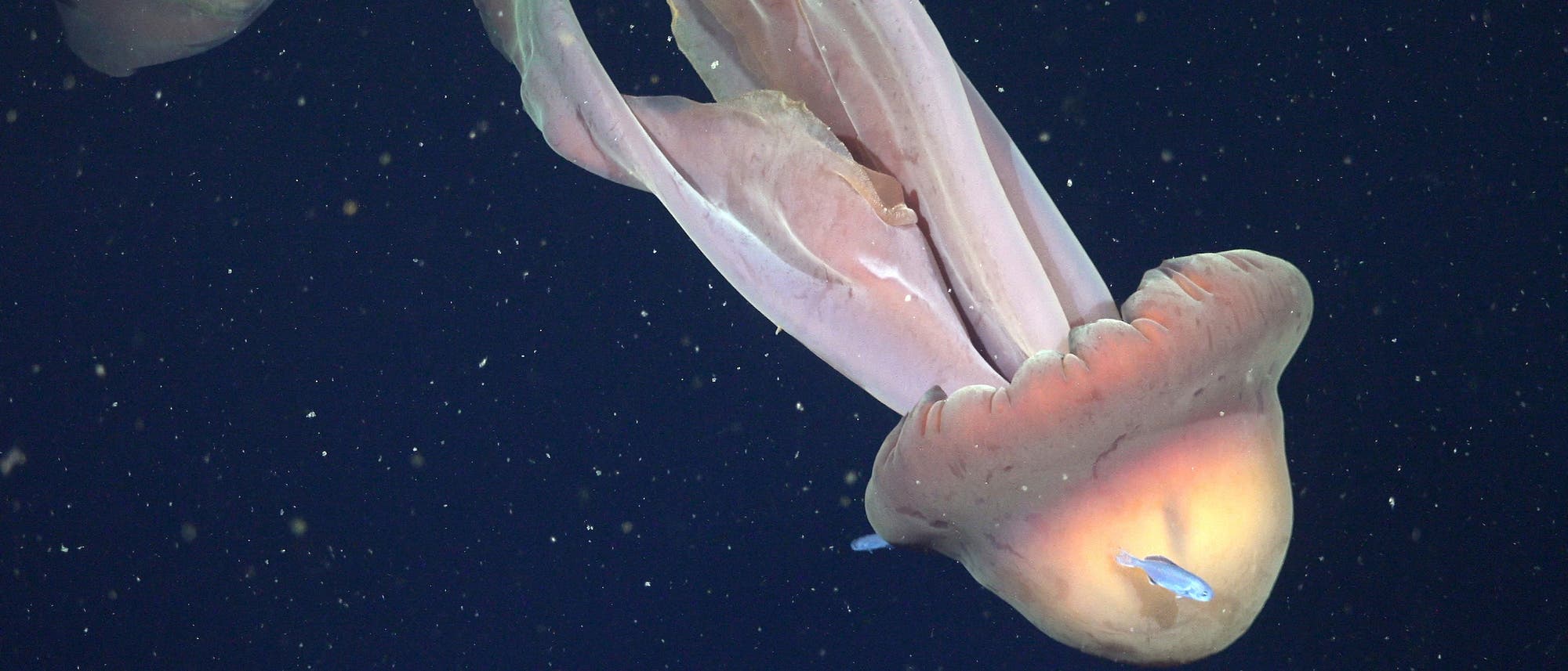 Eine gro&szlig;e, leuchtend orangefarbene Qualle mit langen, flie&szlig;enden Tentakeln schwimmt in der dunklen Tiefsee. Kleine Fische sind in der N&auml;he der Qualle zu sehen. Die Szene ist von schwebenden Partikeln umgeben, die im Wasser treiben.