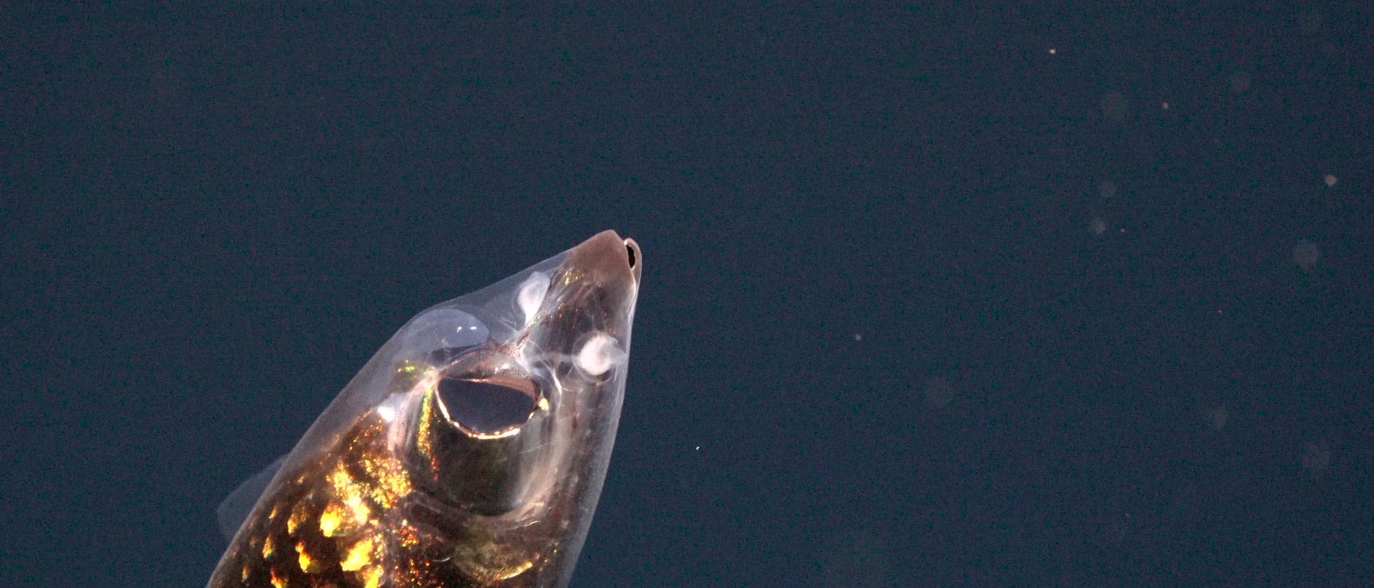 Ein Fisch mit transparentem Kopf schwimmt im dunklen Wasser. Der K&ouml;rper des Fisches zeigt schimmernde, goldene Schuppen. Der Hintergrund ist einheitlich dunkel, was den Fokus auf den Fisch lenkt.