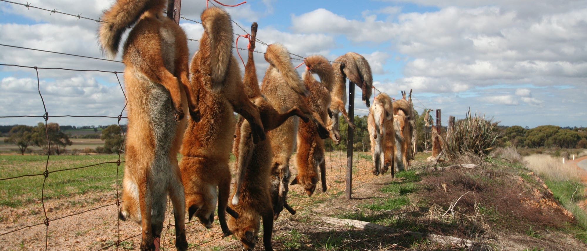 Erlegte Füchse auf einem Zaun im australischen Outback