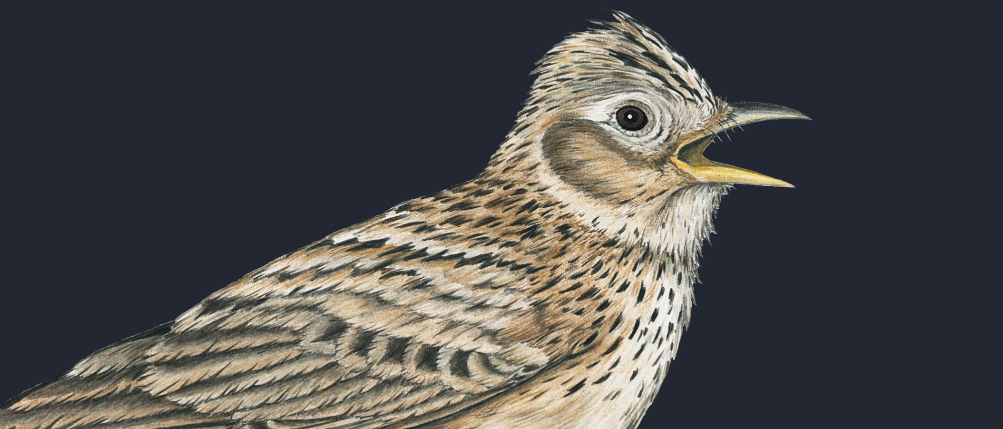 Illustration eines Singvogels (eine Feldlerche), mit detailliert gezeichnetem Gefieder in Brauntönen und einem offenen Schnabel, als ob er singt. Der Hintergrund ist dunkel, was den Vogel hervorhebt. Illustration eines Singvogels (eine Feldlerche), mit detailliert gezeichnetem Gefieder in Brauntönen und einem offenen Schnabel, als ob er singt. Der Hintergrund ist dunkel, was den Vogel hervorhebt.